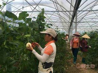 现代化农业设施 从单体到连体，大棚骨架解决方案全解析
