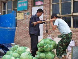 甘泉大棚菜 黄土高原上的绿色希望