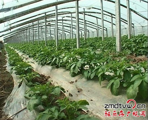 上蔡县菜农蔬菜大棚育苗致富忙