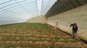 温室大棚安装 河南温室大棚安装造价