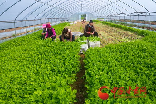 大棚里忙出幸福年——陇南武都蔬菜产业新春新景