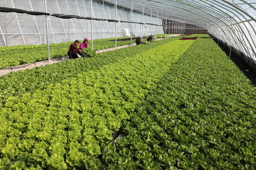 河北张北 水培蔬菜大棚促增收，科技助力乡村振兴