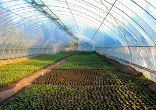 反季节蔬菜大棚建设 造价构成与场地选择分析