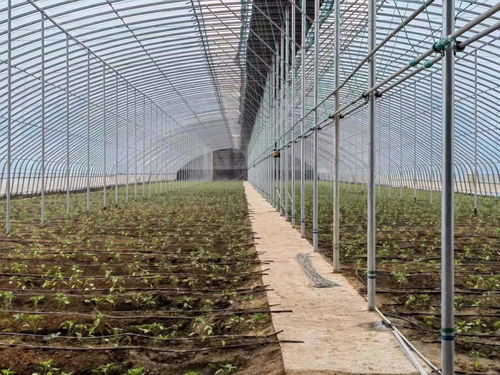 衡水新闻网的报道视角下 大棚经济与乡村振兴的生动实践